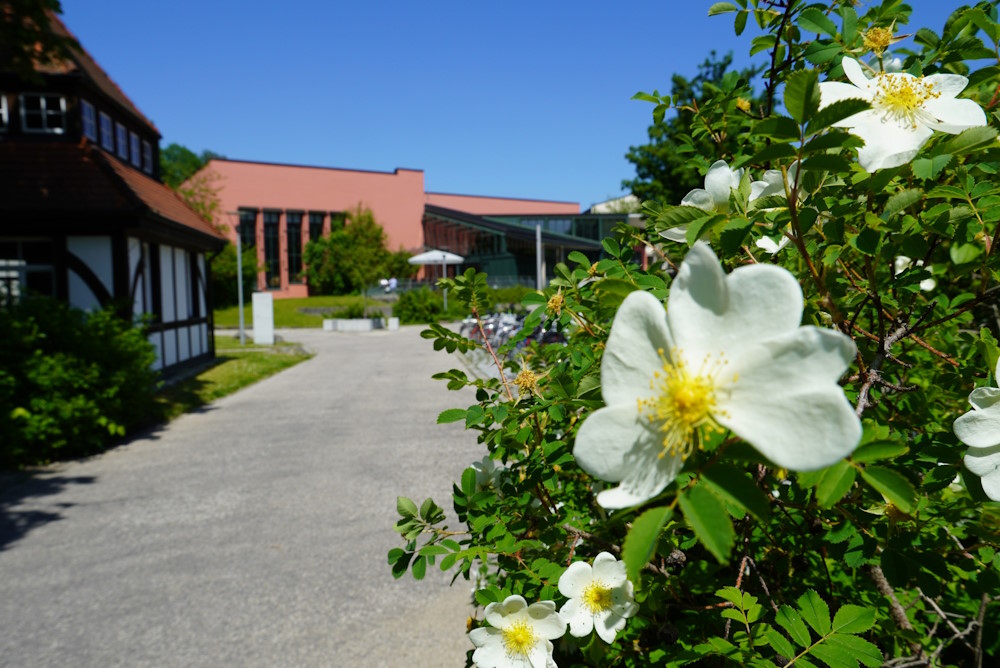 A photo of the university of Passau's campus with a flower in the foreground